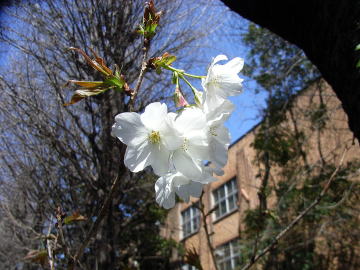 農学部の春