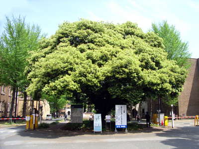 新緑の正門前のスダジイ