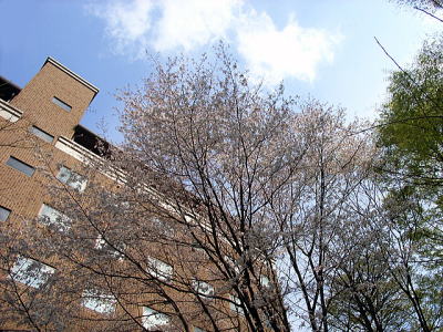 陸橋横のさくら