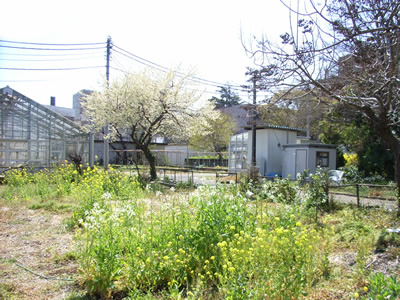 圃場のサクラと菜の花