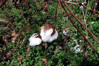 圃場の綿の実