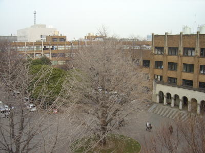 1号館から見た銀杏