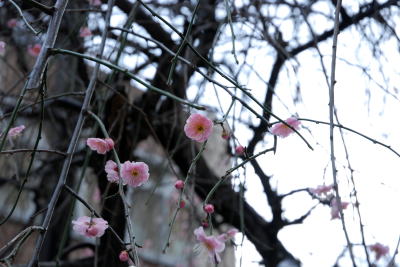 梅の花