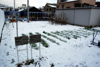 雪に覆われた圃場