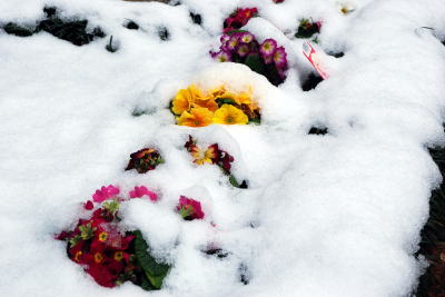 雪をかぶった中庭の花