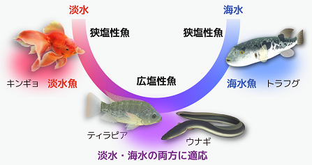 模擬授業1「海の魚と川の魚の不思議」
