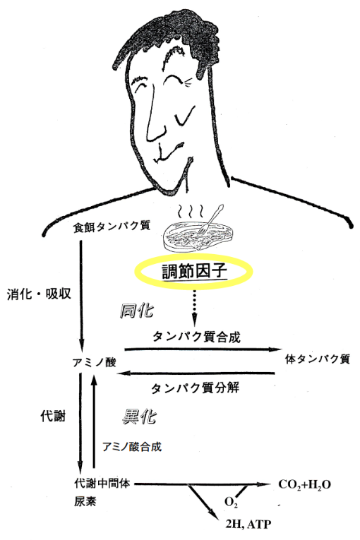 模擬授業3「動物生理学(なぜ、悪い栄養状態は成長遅滞を引き起こすかーホルモンによる物質代謝制御)」