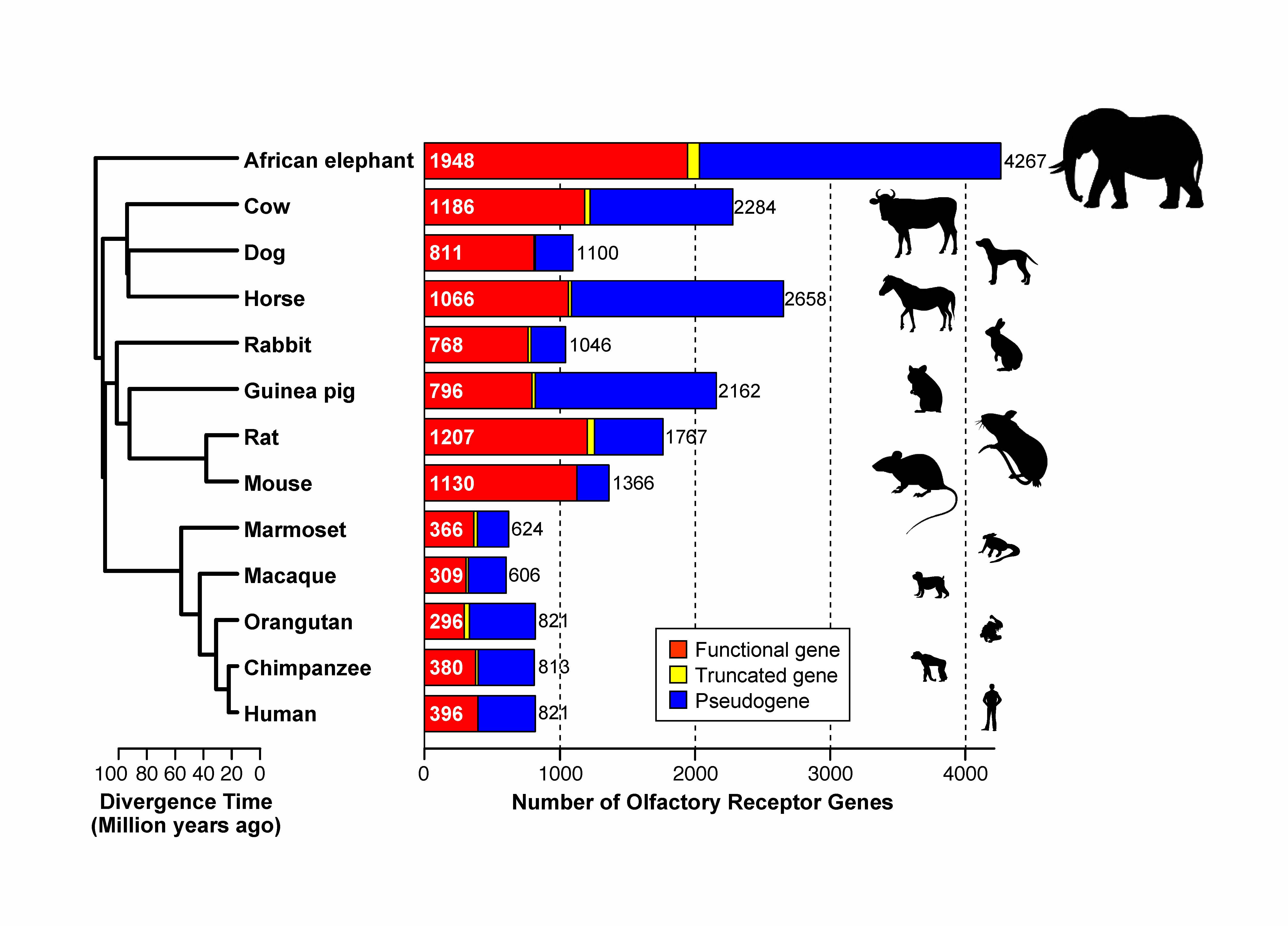 Elephants have twice as many olfactory receptor genes as dogs — Genome  comparison reveals mammalian diversity | Graduate School of Agricultural  and Life Sciences, The University of Tokyo