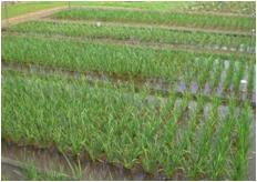 水資源枯渇に対応する稲作技術の開発
