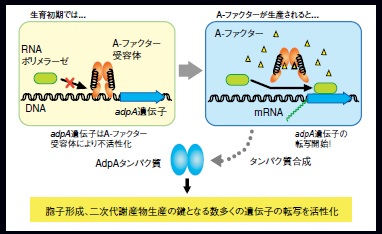 弥生42号