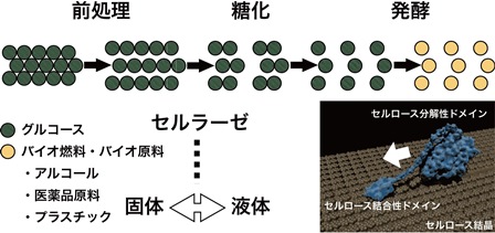 弥生54号