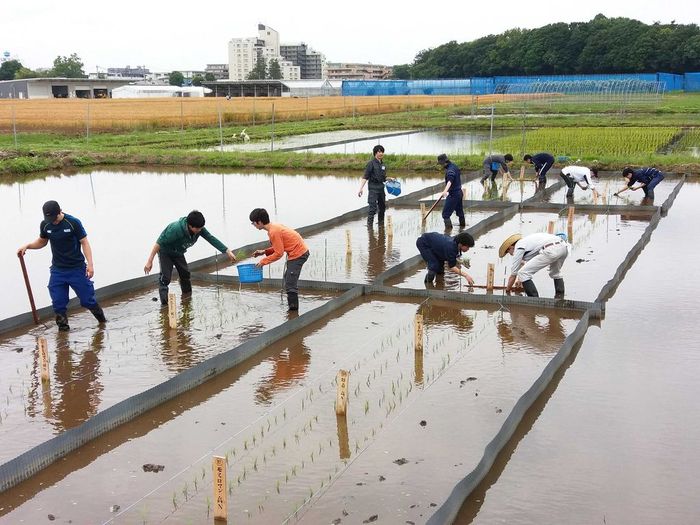 イネの移植(手植え)