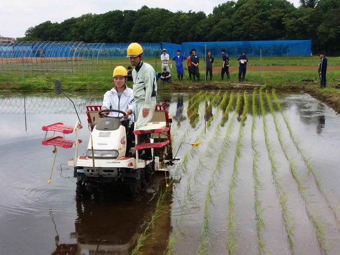 イネの移植(機械)