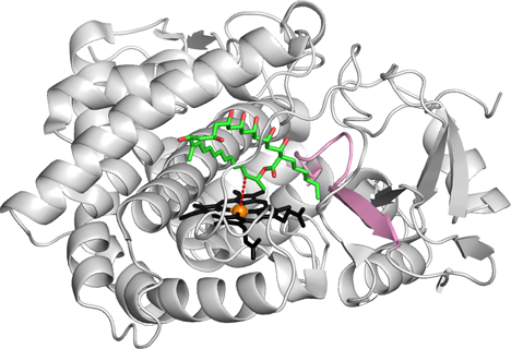 CYP105P1とフィリピンIの複合体の立体構造