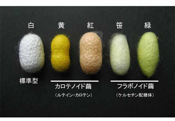 カイコのフラボノイド繭の分子基盤の解明 東京大学大学院農学生命科学研究科
