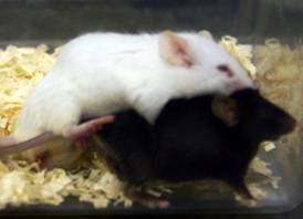 メスマウスの交尾受け入れ行動がESP1によって促進される