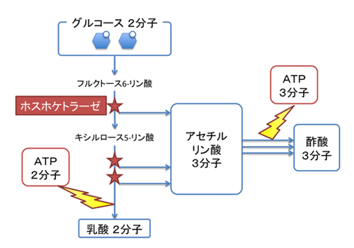 ホスホケトラーゼ