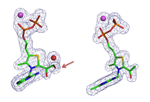 ジヒドロキシエチルTPP中間体とアセチルTPP中間体の構造