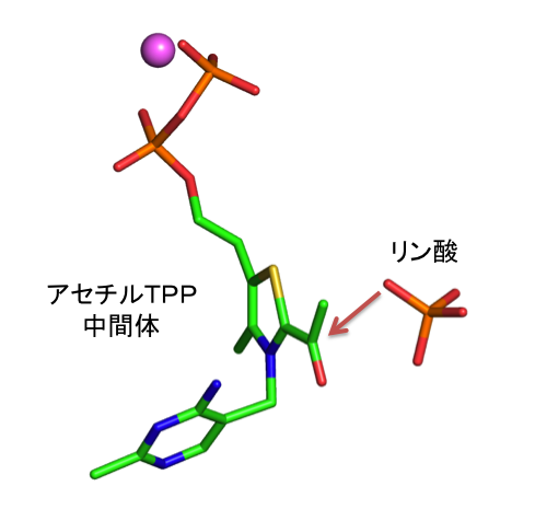 アセチルTPP中間体の構造とリン酸の複合体の構造の重ね合わせ