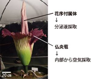 世界最大級の花ショクダイオオコンニャクが放つ特異臭気成分を特定 東京大学大学院農学生命科学研究科