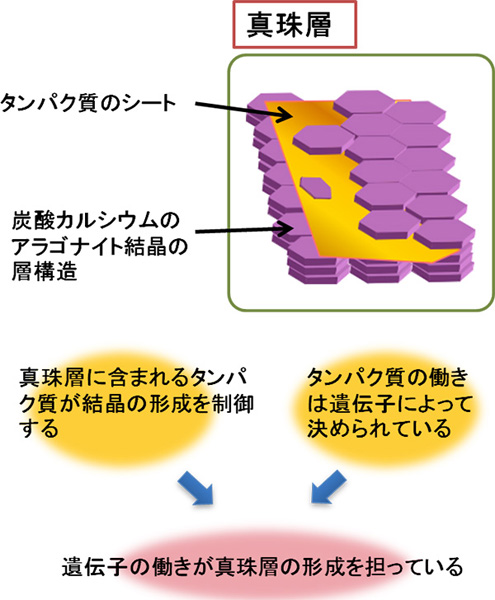 東京大学 農学生命科学研究科 プレスリリース