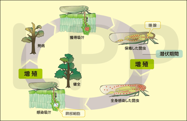 東京大学 農学生命科学研究科 プレスリリース