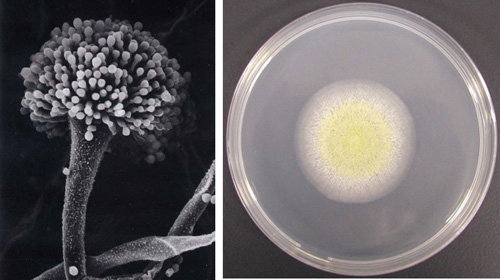 麹菌の胞子形成写真と寒天培地上での生