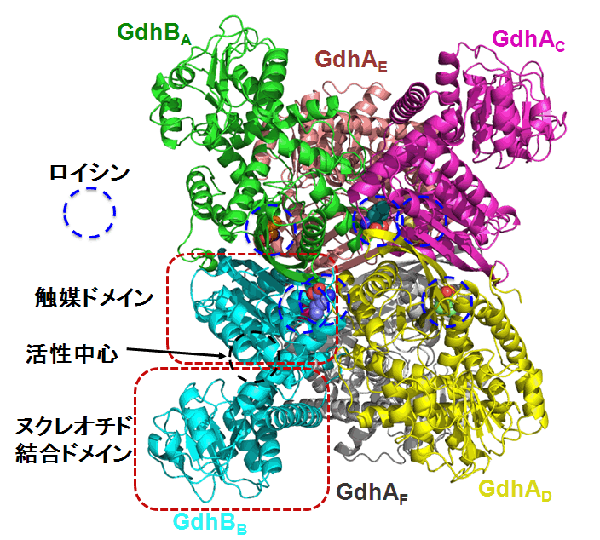 図１　T. thermophilus由来GDHのヘテロ６量体構造