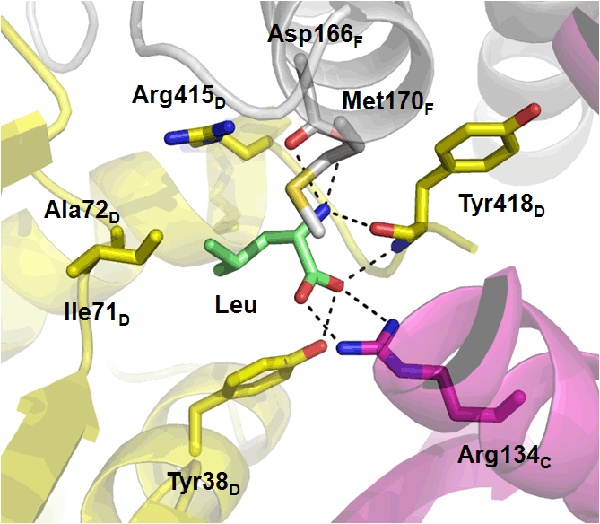 図２　GDHのサブユニット間領域に存在したロイシン