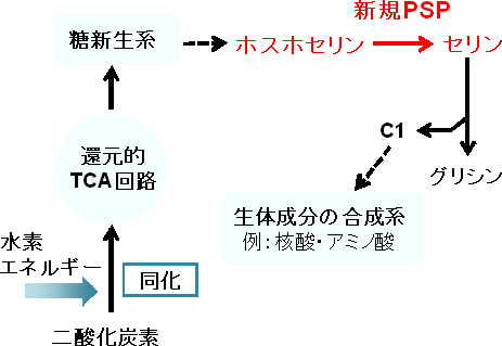 リボソーム生合成