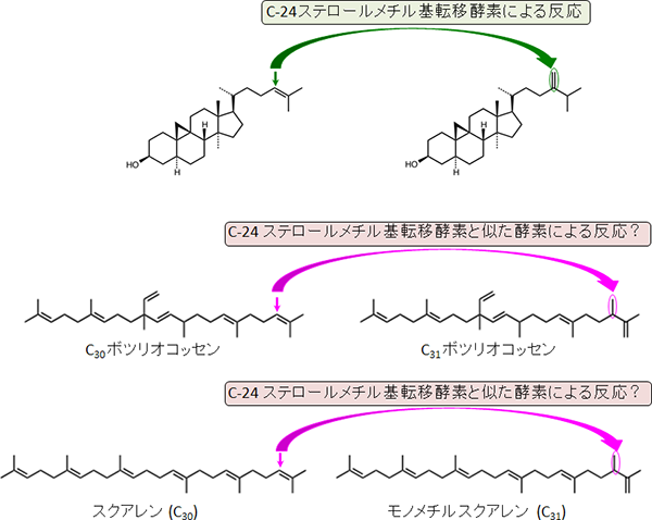 アスパラギン酸アミノ基転移酵素