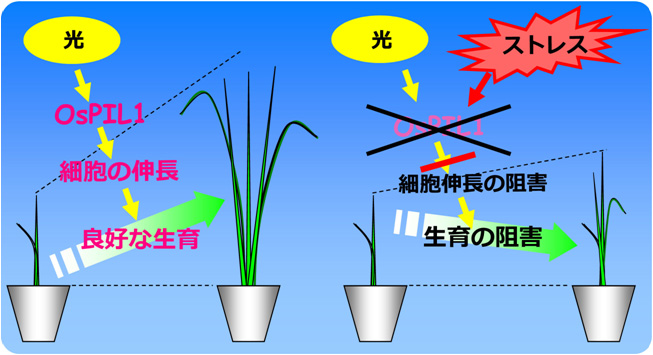 乾燥ストレス条件下で植物の生長を制御する遺伝子の特定に成功 東京大学大学院農学生命科学研究科