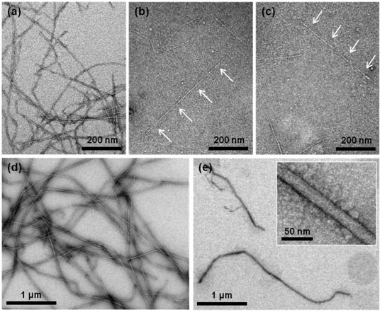 天然セルロースミクロフィブリル１本単位の強度測定に成功 東京大学大学院農学生命科学研究科