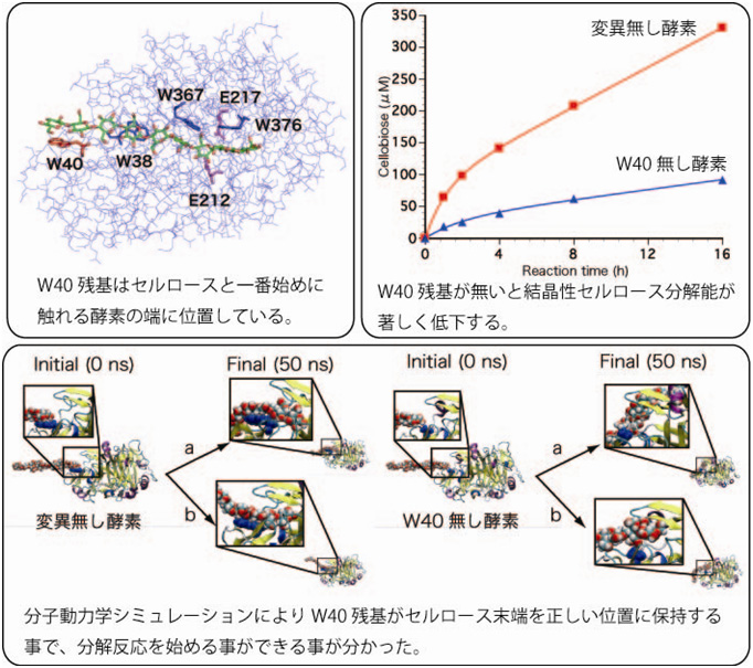 糸状菌由来セルラーゼがセルロース分子鎖の末端を認識する機構の解明   ～セルラーゼはセルロースの綻（ほころ）びを狙っている～