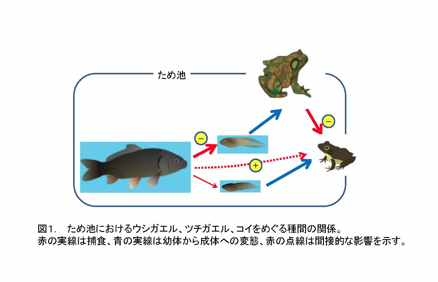 敵の敵は味方 外来種が別の外来種の勢力拡大を防ぐ