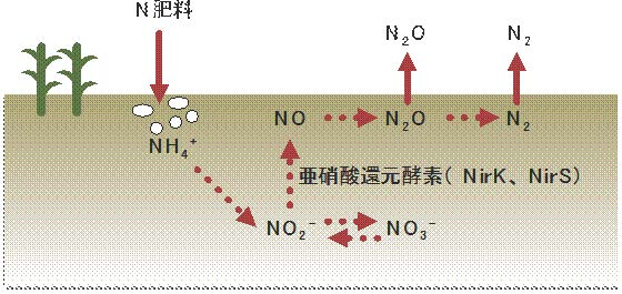 環境中には窒素ガスを大気に放出する多くの未知なる微生物が存在していた