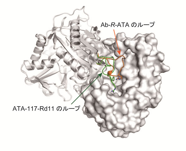 キラルアミン合成に有用なR体選択的アミントランスアミナーゼの基質特異性を改変する標的部位を同定