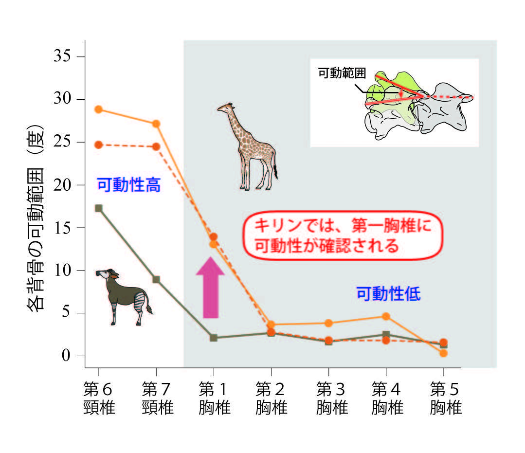 キリンの首は もっと長い 解剖学的解析による ８番目の 首の骨 の発見