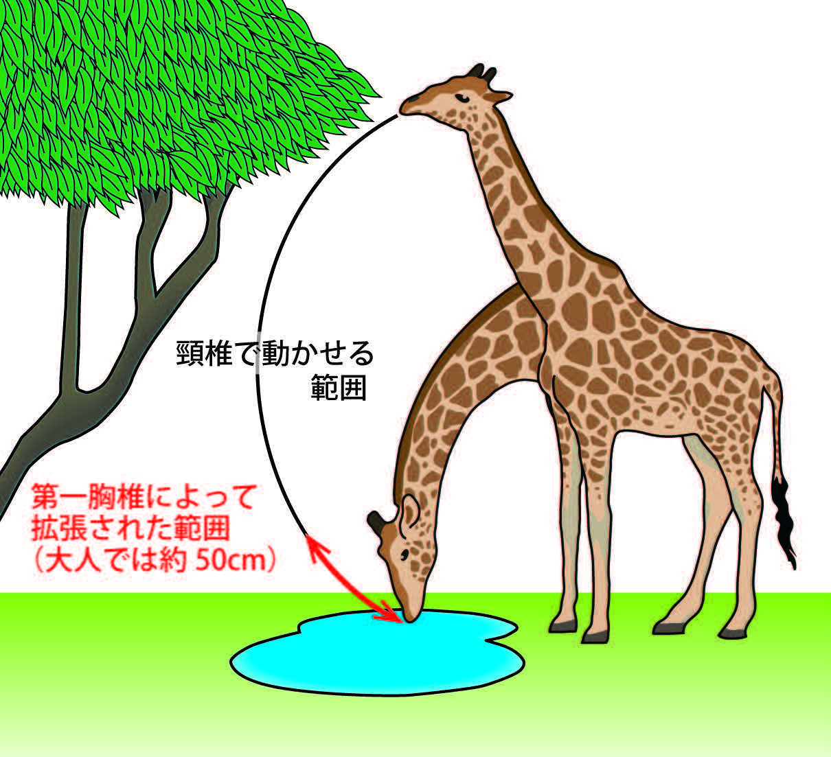 キリンの首は もっと長い 解剖学的解析による ８番目の 首の骨 の発見