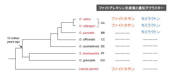 「イネの化学防御システムにおける遺伝子クラスターの進化軌跡を同定」