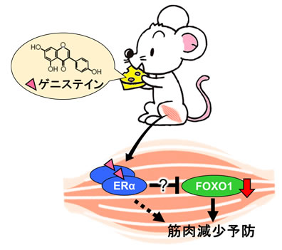 大豆イソフラボンによる筋肉減少予防効果のメカニズムを解明