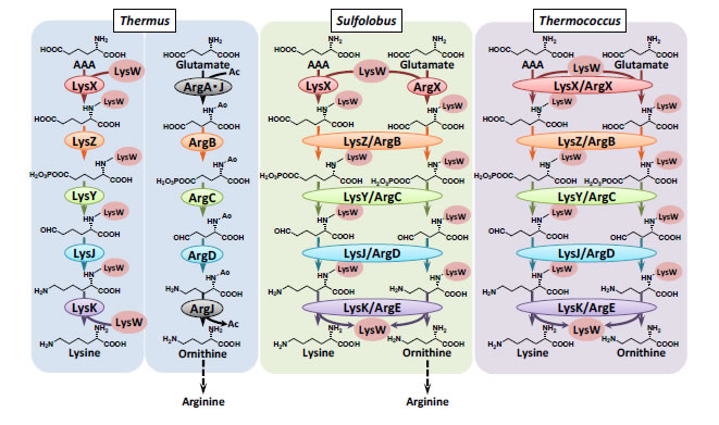 代謝経路の進化仮説の根拠となる古細菌におけるリジン生合成経路の解明