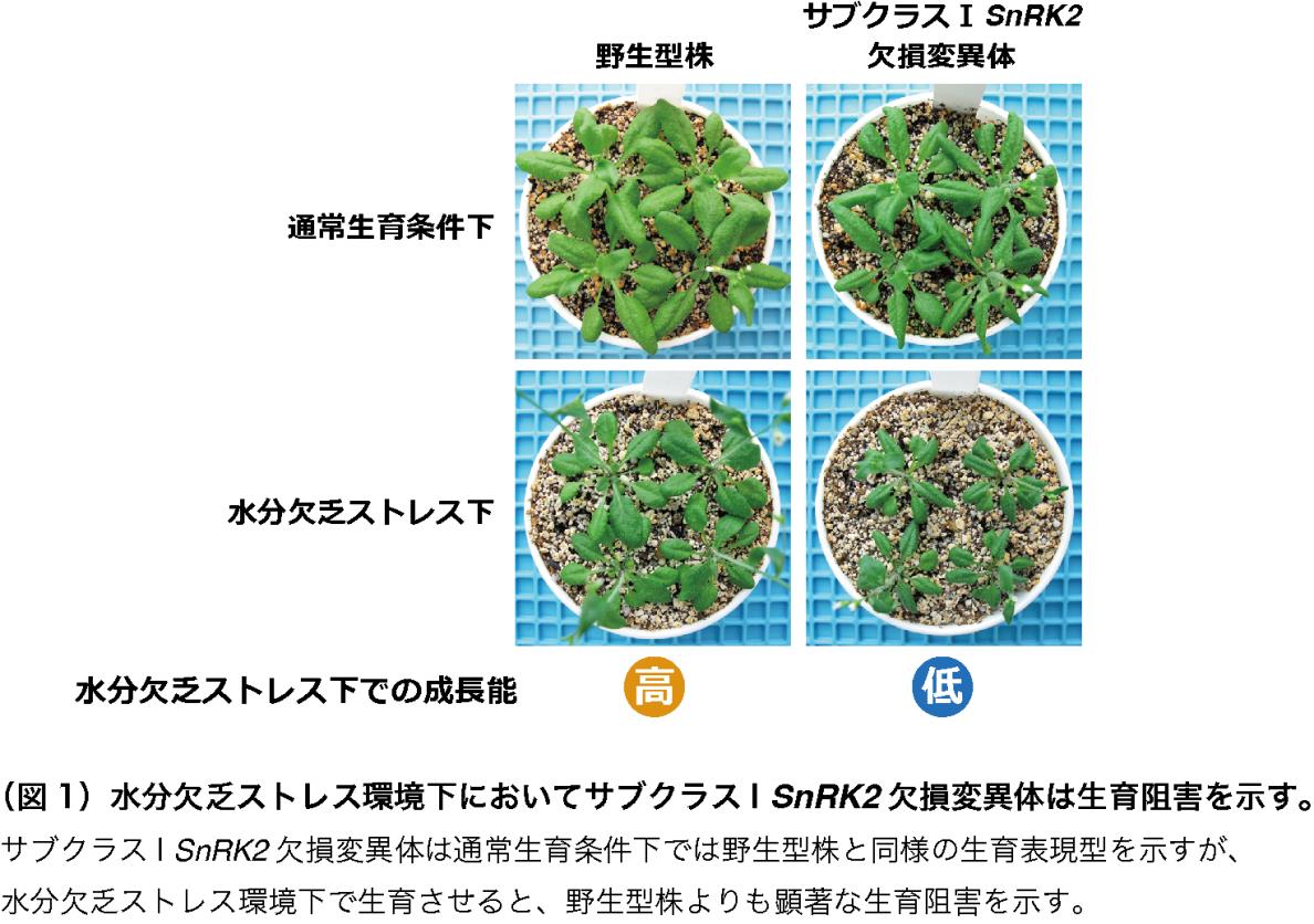 植物の水分欠乏時の成長促進機構の発見 作物の乾燥や塩ストレス時の