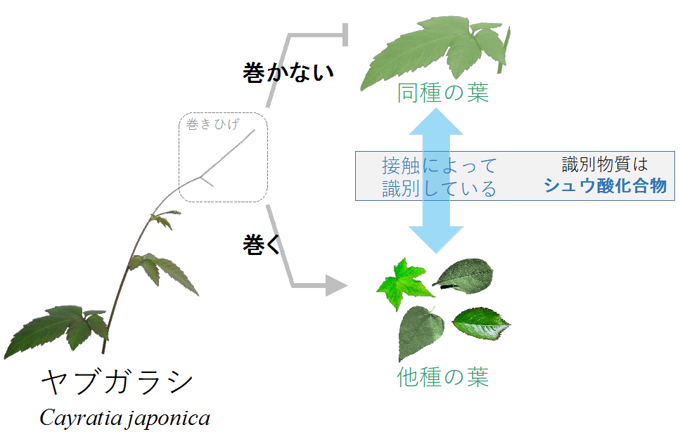 ペロ これは同種の味 つる植物は接触化学識別 味覚 を使って同種を避けている