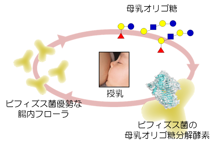 ヒト母乳オリゴ糖