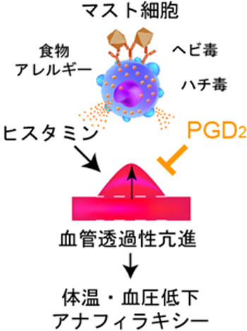 マスト 細胞 と は