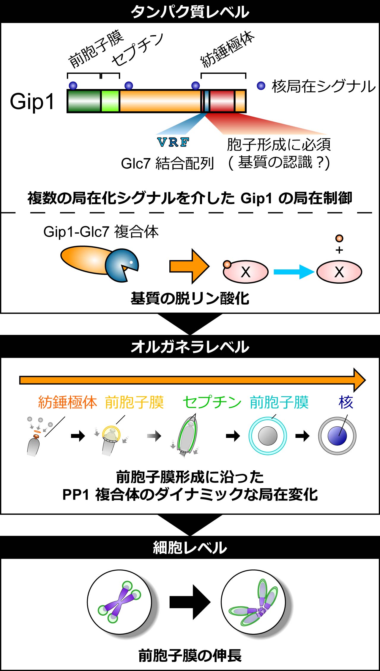 1型プロテインホスファターゼ (PP1) 複合体による生体膜形成の制御機構の一端を解明