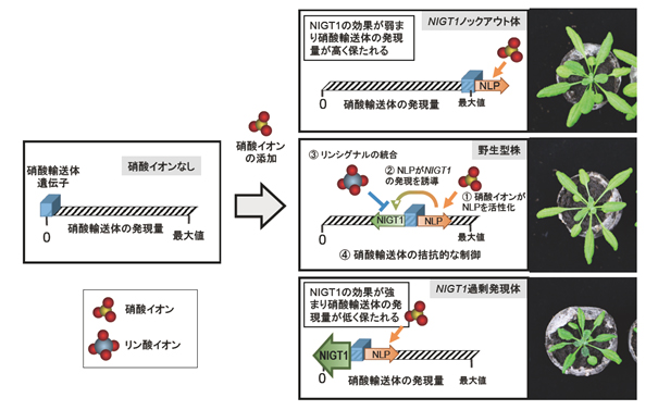 栄養環境に合わせた植物成長の最適化の仕組みの解明