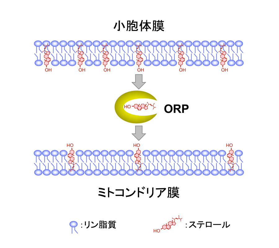 小胞体からミトコンドリアへステロールが輸送される機構を解明