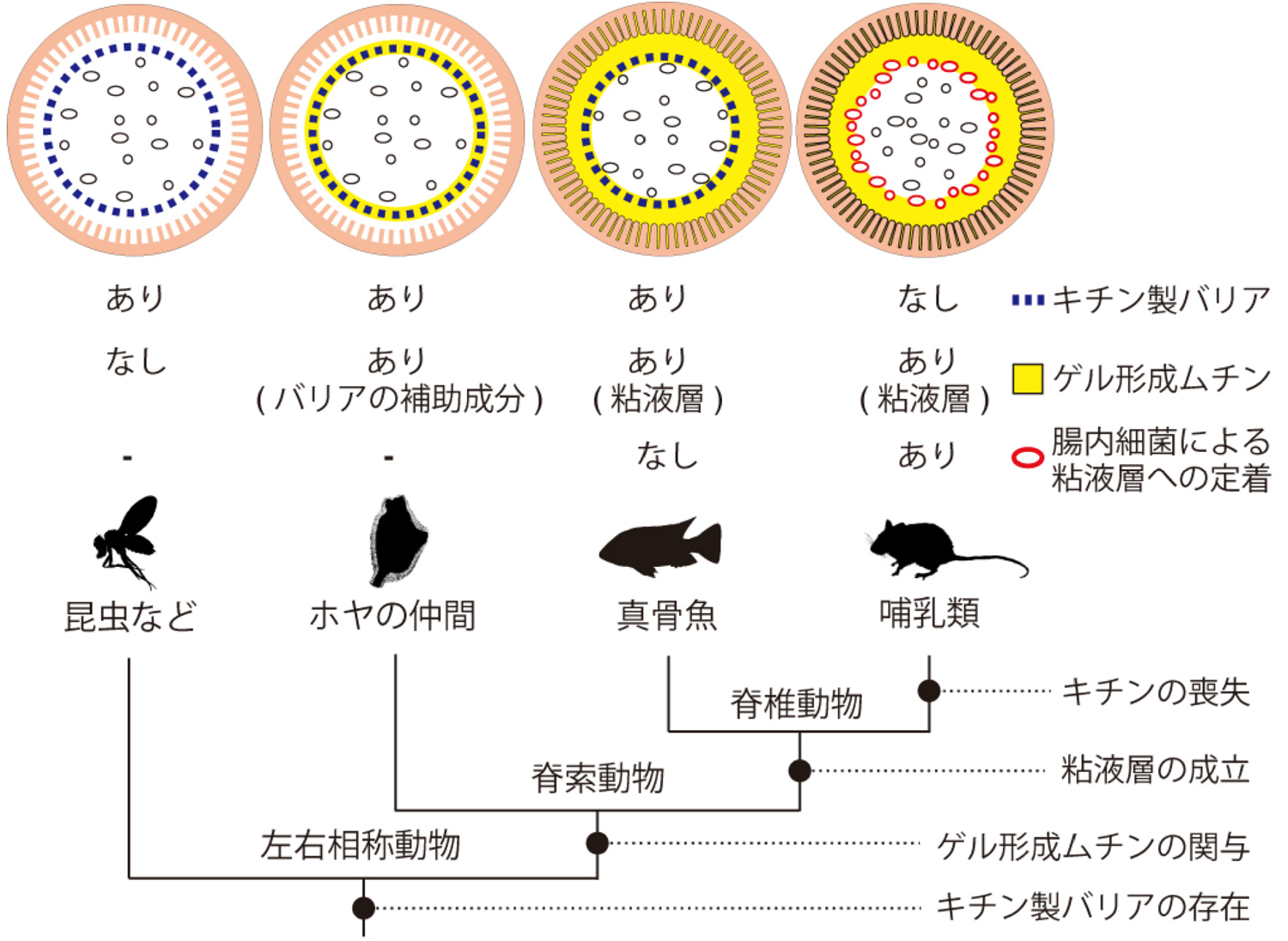 さかなのフンはなぜ長い？ー脊索動物門の進化過程での腸内バリア機構の喪失と腸内細菌叢の成立